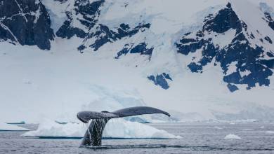 Antarctic Express: Cruise South, Fly North