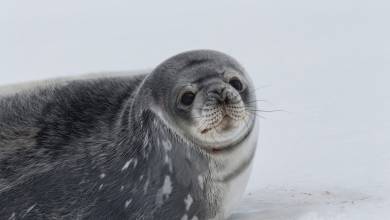 Antarctic Express: Fly South, Cruise North