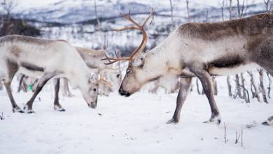 Svalbard Arctic Adventure – Sunny Winter