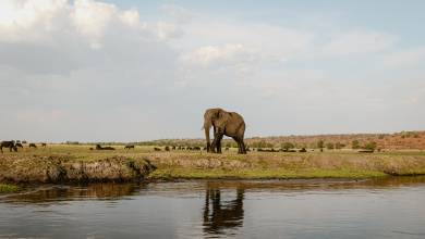 Botswana & Zimbabwe Lodge Safari