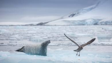 Antarctic Express: Fly South, Cruise North