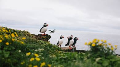 Iceland Circumnavigation: Mountains, Volcanoes and Waterfalls