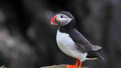 Iceland to Greenland: Mountains, Glaciers and the Westfjords