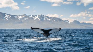 Iceland Circumnavigation: Mountains, Volcanoes and Waterfalls