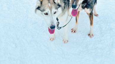 Finland Family Winter Adventure