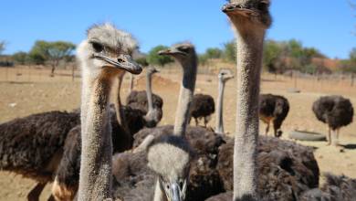 Cycling South Africa’s Garden Route