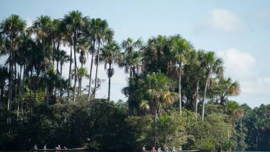 Amazon Rainforest Add-on Tour (from Cuzco)