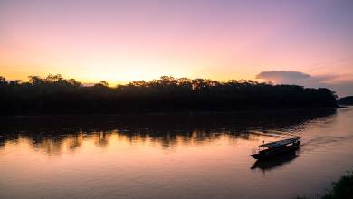 Premium Amazon Rainforest Add-on Tour (from Cuzco)