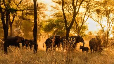 Tanzania Safari Adventure