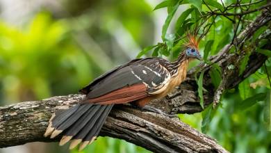 Premium Amazon Rainforest Add-on Tour (from Cuzco)