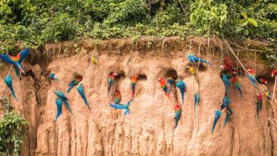 Premium Amazon Rainforest Add-on Tour (from Cuzco)