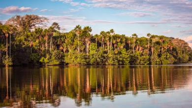 Premium Amazon Rainforest Add-on Tour (from Cuzco)