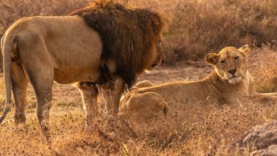 Tanzania Safari Adventure