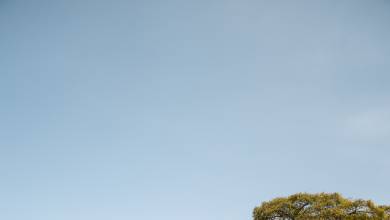 Tanzania Safari Adventure