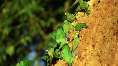 Premium Amazon Rainforest Add-on Tour (from Cuzco)