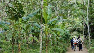 Premium Amazon Rainforest Add-on Tour (from Cuzco)