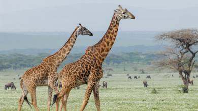 Tanzania Safari Adventure