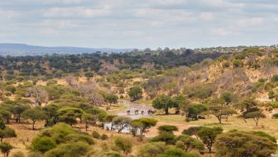 Tanzania Safari Adventure