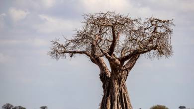 Tanzania Safari Adventure