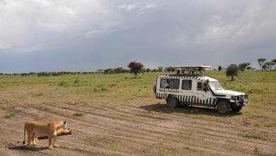 Tanzania Safari Adventure