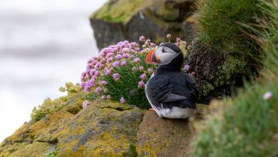 Under the Northern Lights: Exploring Iceland & East Greenland