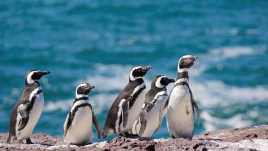 Valdés Peninsula Add-on Tour