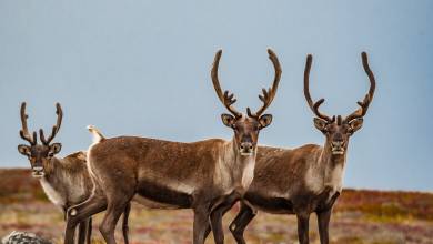 Greenland to Newfoundland: Mountains, Wildlife and Viking History