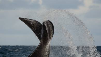 Valdés Peninsula Add-on Tour