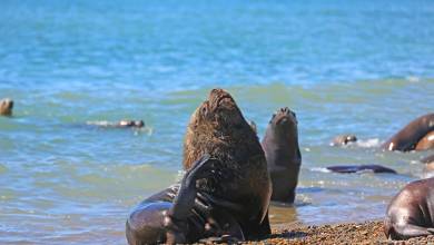 Valdés Peninsula Add-on Tour