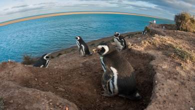 Valdés Peninsula Add-on Tour