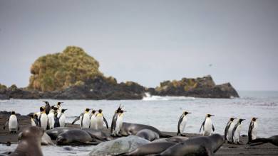 Penguins of the Far South: Falklands, South Georgia & Antarctica