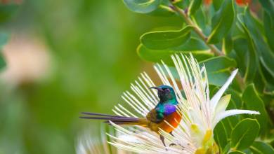 Highlights of South Africa’s Winelands