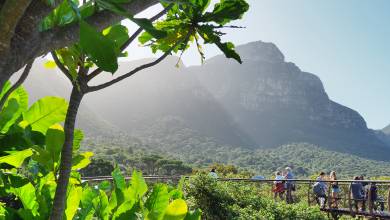 Highlights of South Africa’s Winelands