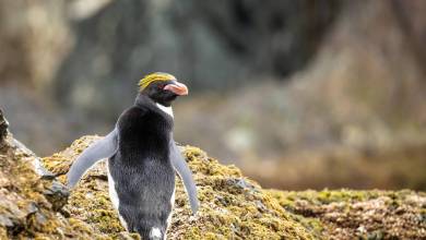 Penguins of the Far South: Falklands, South Georgia & Antarctica