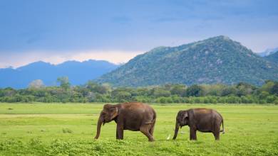 Best of Sri Lanka – Family Adventure
