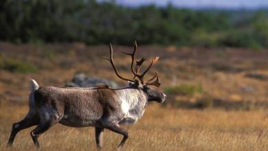 Greenland to Newfoundland: Mountains, Wildlife and Viking History