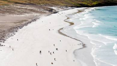 Penguins of the Far South: Falklands, South Georgia & Antarctica