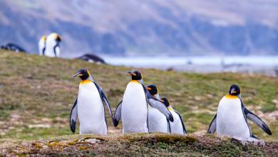 Penguins of the Far South: Falklands, South Georgia & Antarctica