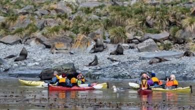 Penguins of the Far South: Falklands, South Georgia & Antarctica
