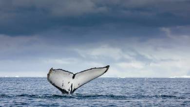 Penguins of the Far South: Falklands, South Georgia & Antarctica