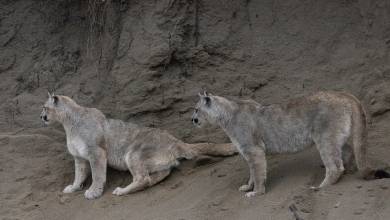 Puma Tracking Add-on Tour