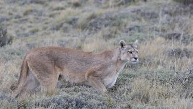 Puma Tracking Add-on Tour