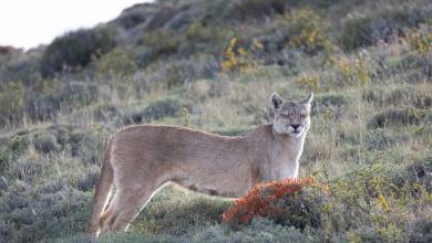 Puma Tracking Add-on Tour