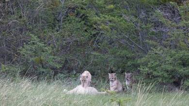 Puma Tracking Add-on Tour