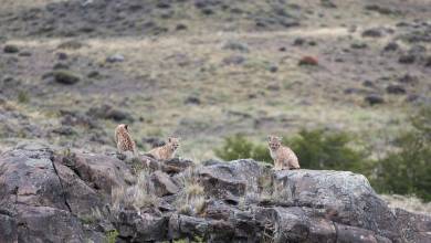 Puma Tracking Add-on Tour