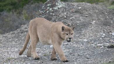 Puma Tracking Add-on Tour