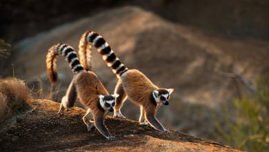 Madagascar Wildlife Adventure