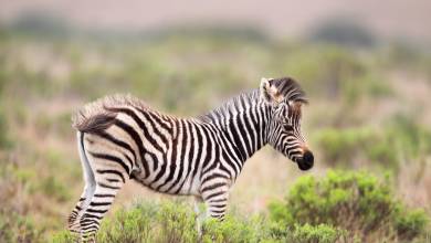 Discover South Africa’s Garden Route