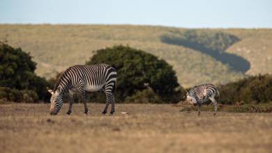 Cape Town and the Garden Route – Premium Adventure