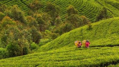 Hike Sri Lanka’s Pekoe Trail
